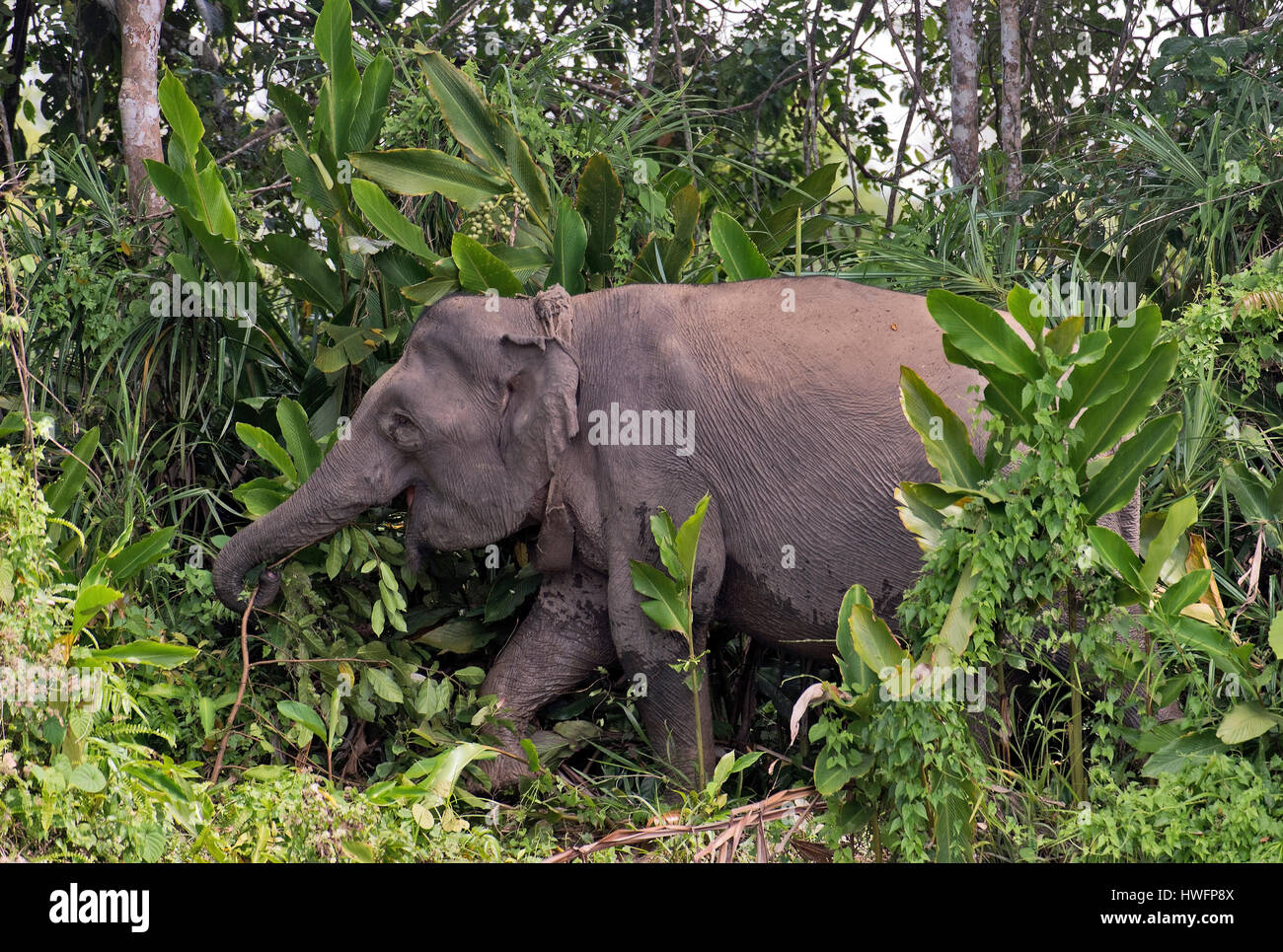 Borneo elefante pigmeo (Elephas maximus borneensis) dal fiume Kinabatangan, Sabah Borneo. Nota il collare montato da park rangers per tenere traccia di un Foto Stock