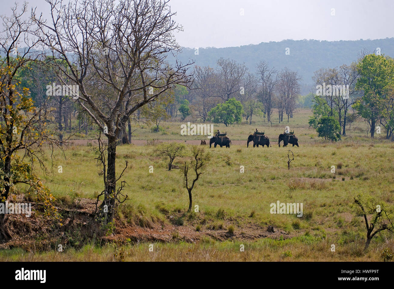 Parco Nazionale di Kanha, Madhya Pradesh, India, con tre mahouts cavalcare i loro elefanti. Foto Stock