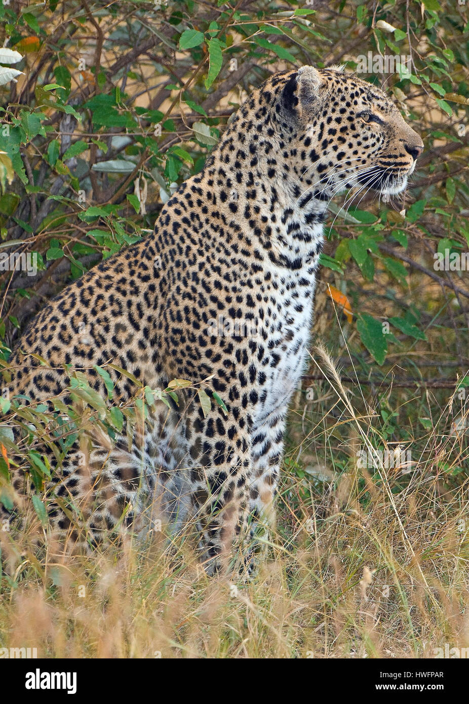 Leopard, Panthera pardus Foto Stock