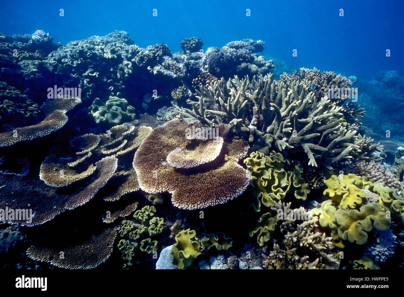Prolifico la crescita di coralli su Agincourt Reef appartenenti alla centrale di grande barriera corallina complesso. Foto Stock