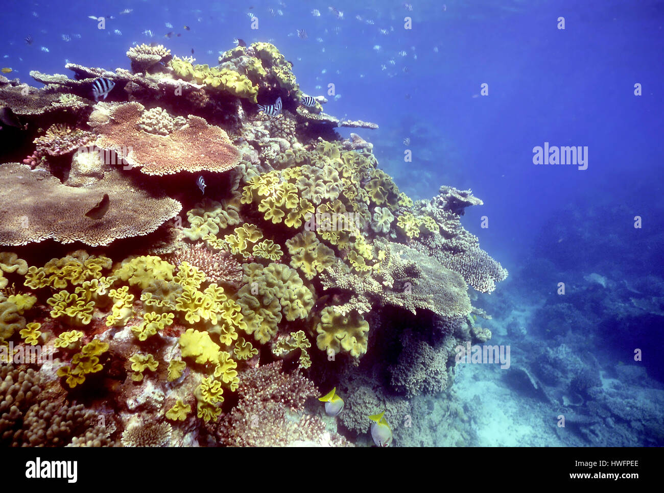 Prolifico la crescita di coralli pietroso sulla Grande Barriera Corallina in Australia. Foto Stock