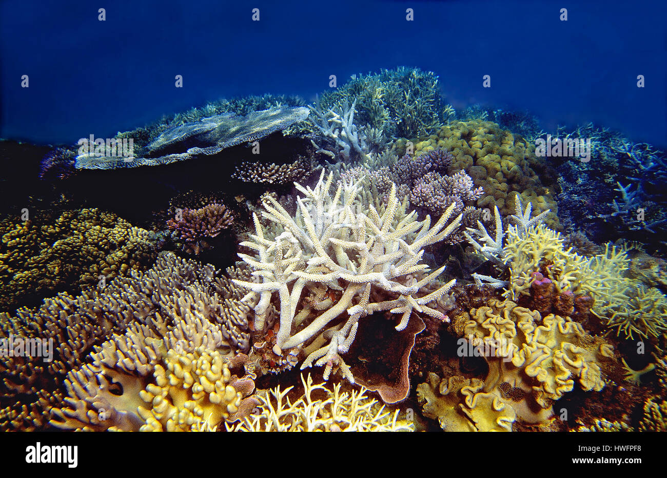 La crescita di coralli a Whitsunday Island, della Grande Barriera Corallina in Australia. Foto Stock