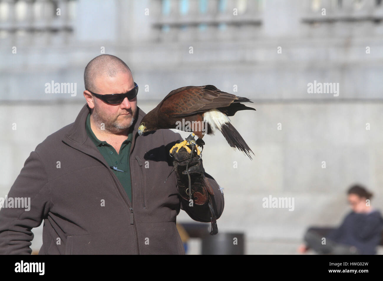 Londra, Regno Unito. Xxi Mar, 2017. Un Harris hawk handler in Trafalgar Square a Londra per aiutare a spaventare e dissuadere i piccioni che sono considerati nocivi Credito: amer ghazzal/Alamy Live News Foto Stock