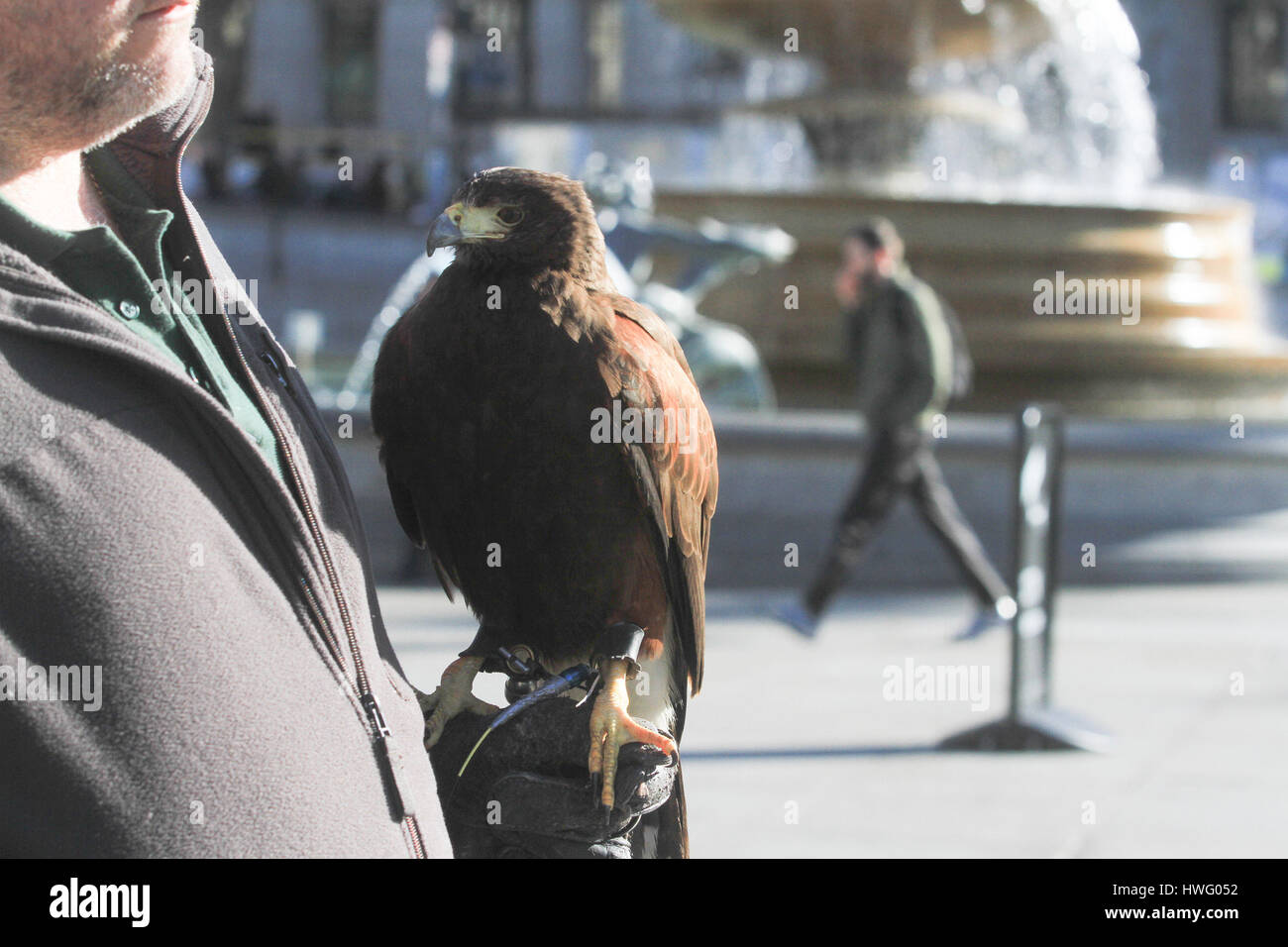 Londra, Regno Unito. Xxi Mar, 2017. Un Harris hawk handler in Trafalgar Square a Londra per aiutare a spaventare e dissuadere i piccioni che sono considerati nocivi Credito: amer ghazzal/Alamy Live News Foto Stock