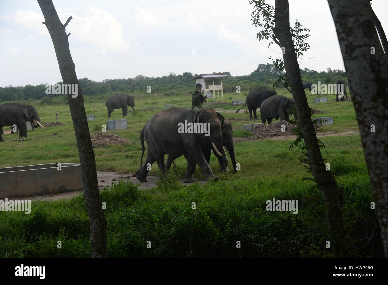 Lampung, Indonesia. 20 Mar, 2017. Foto scattata il 20 marzo 2017 mostra un mahout a cavallo di un elefante di Sumatra in modo Kambas National Park, a est del distretto di Lampung, provincia di Lampung, Indonesia. Credito: Agung Kuncahya B./Xinhua/Alamy Live News Foto Stock
