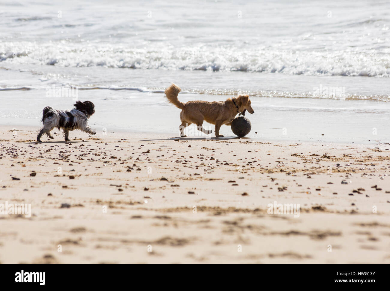 Bournemouth Dorset, Regno Unito. Xxi Mar, 2017. Regno Unito meteo: Bournemouth gode di una bella giornata di sole come testa di visitatori al mare per rendere la maggior parte del sole a Bournemouth spiagge. Cani giocando a calcio sulla spiaggia Credito: Carolyn Jenkins/Alamy Live News Foto Stock