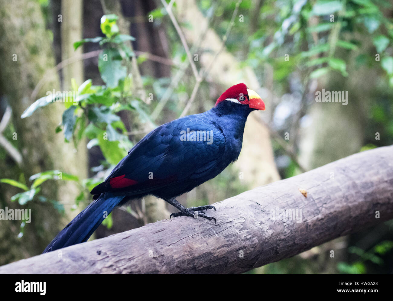 Violetta's Turaco uccello o violaceo piantaggine eater ( Musophaga violacea ), Africa Foto Stock