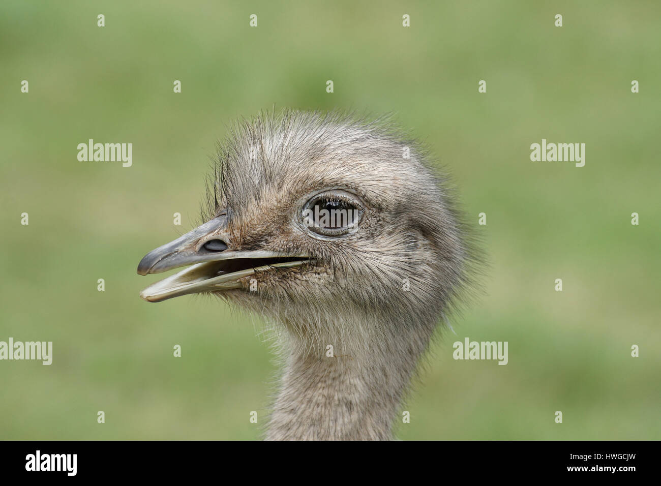 Struzzo Foto Stock