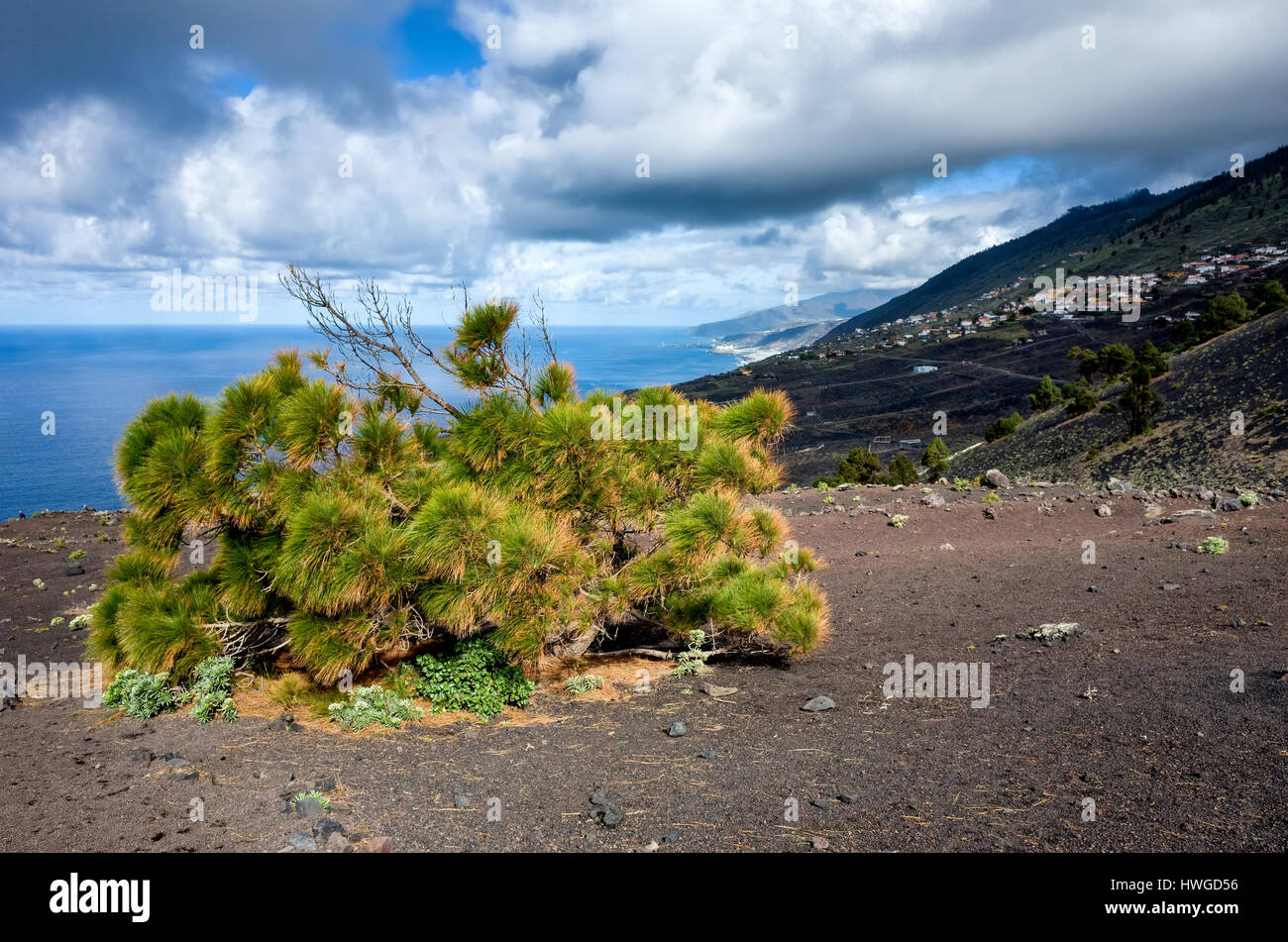 Cumbre Vieja, Fuencaliente. La Palma. Un Canario Lone Pine Tree crescente sul crinale in terreno lavico. Il piccolo pino stagionato si affaccia le piantagioni di seguito e la fascia costiera al di là. Nuvole drammatico riempire tanto del cielo anche se si tratta di un luminoso giorno. Foto Stock