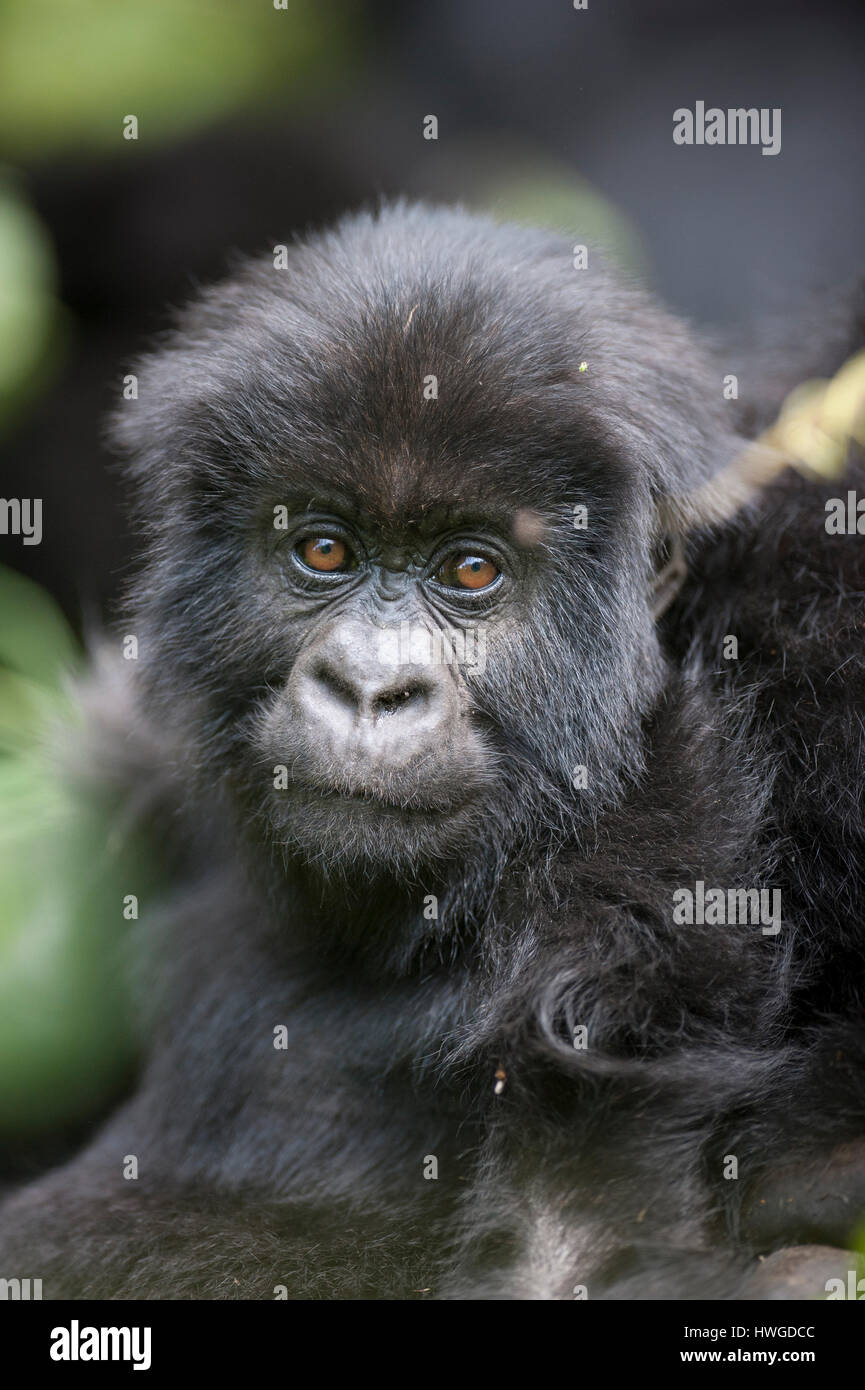 Gorilla di Montagna (Gorilla berengei berengei) trekking nel Parco Nazionale dei Vulcani, Ruanda. Foto Stock