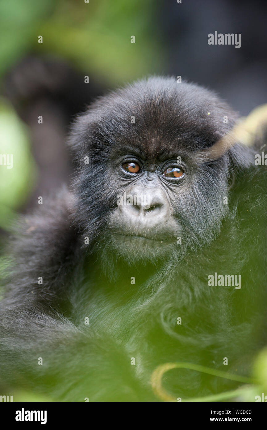 Gorilla di Montagna (Gorilla berengei berengei) trekking nel Parco Nazionale dei Vulcani, Ruanda. Foto Stock