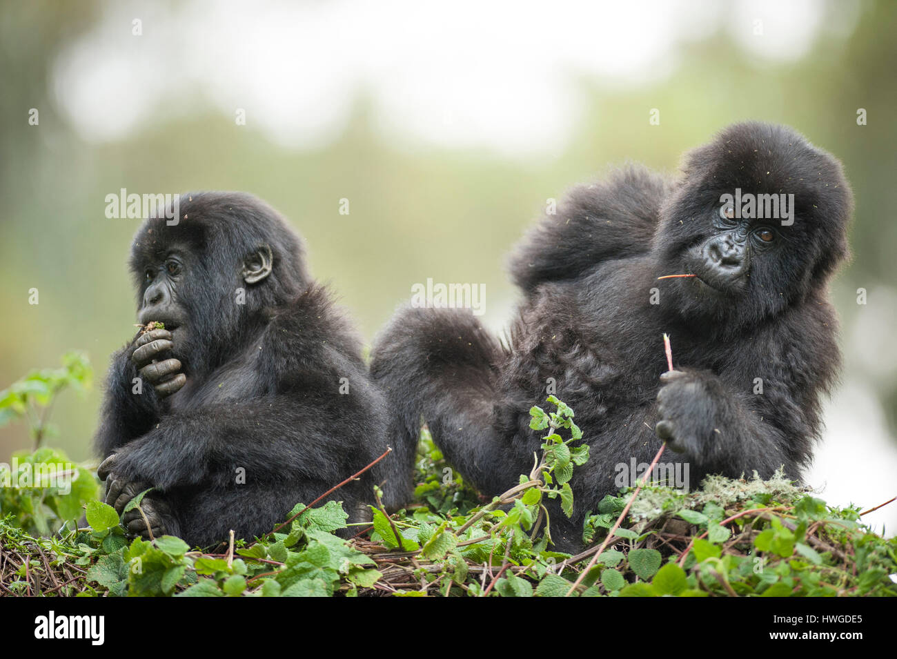 Gorilla di Montagna (Gorilla berengei berengei) trekking nel Parco Nazionale dei Vulcani, Ruanda. Foto Stock