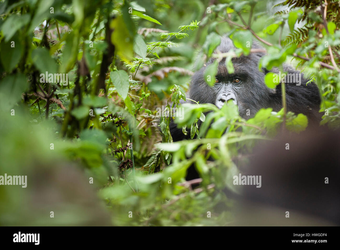 Gorilla di Montagna (Gorilla berengei berengei) trekking nel Parco Nazionale dei Vulcani, Ruanda. Foto Stock