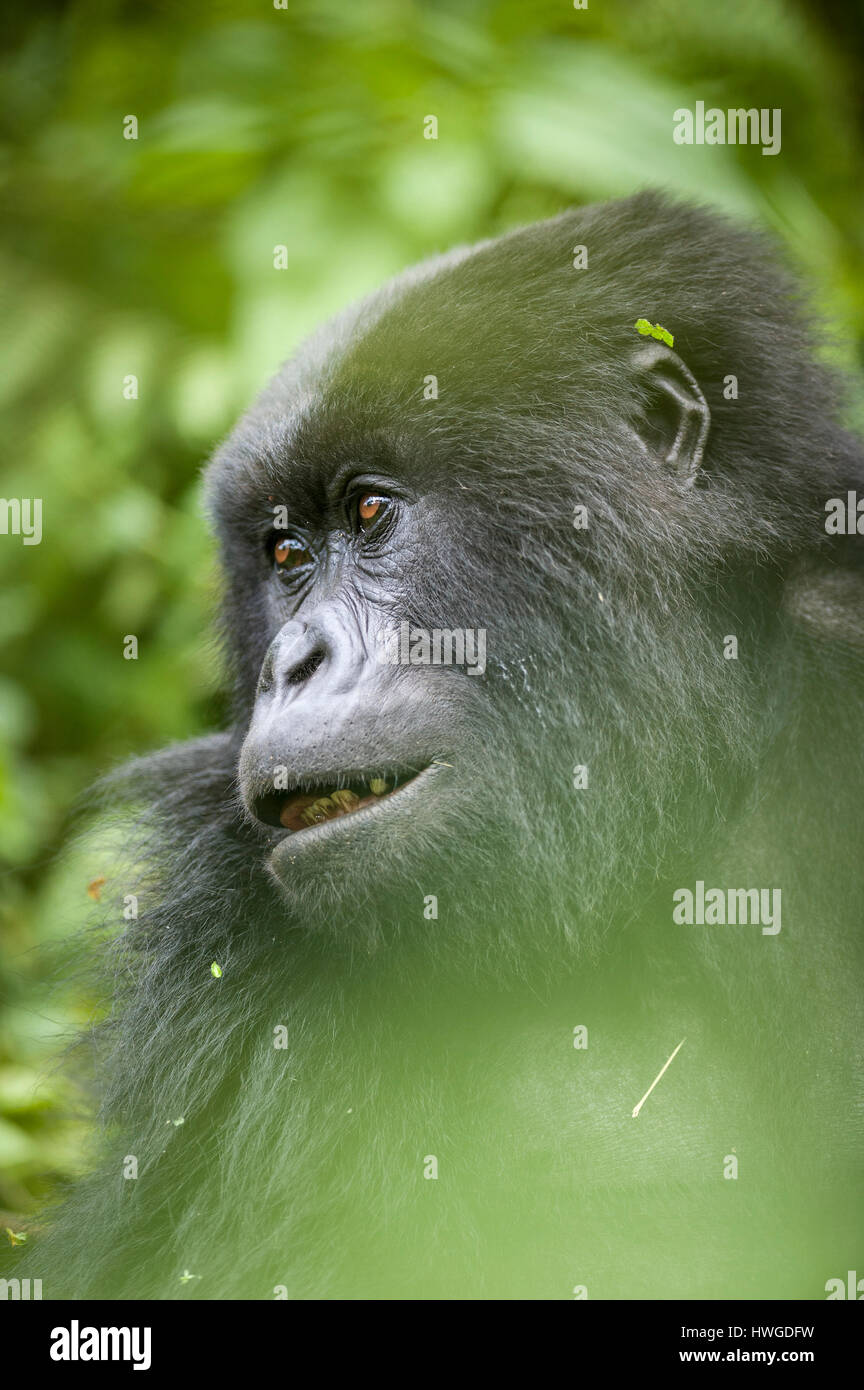 Gorilla di Montagna (Gorilla berengei berengei) trekking nel Parco Nazionale dei Vulcani, Ruanda. Foto Stock