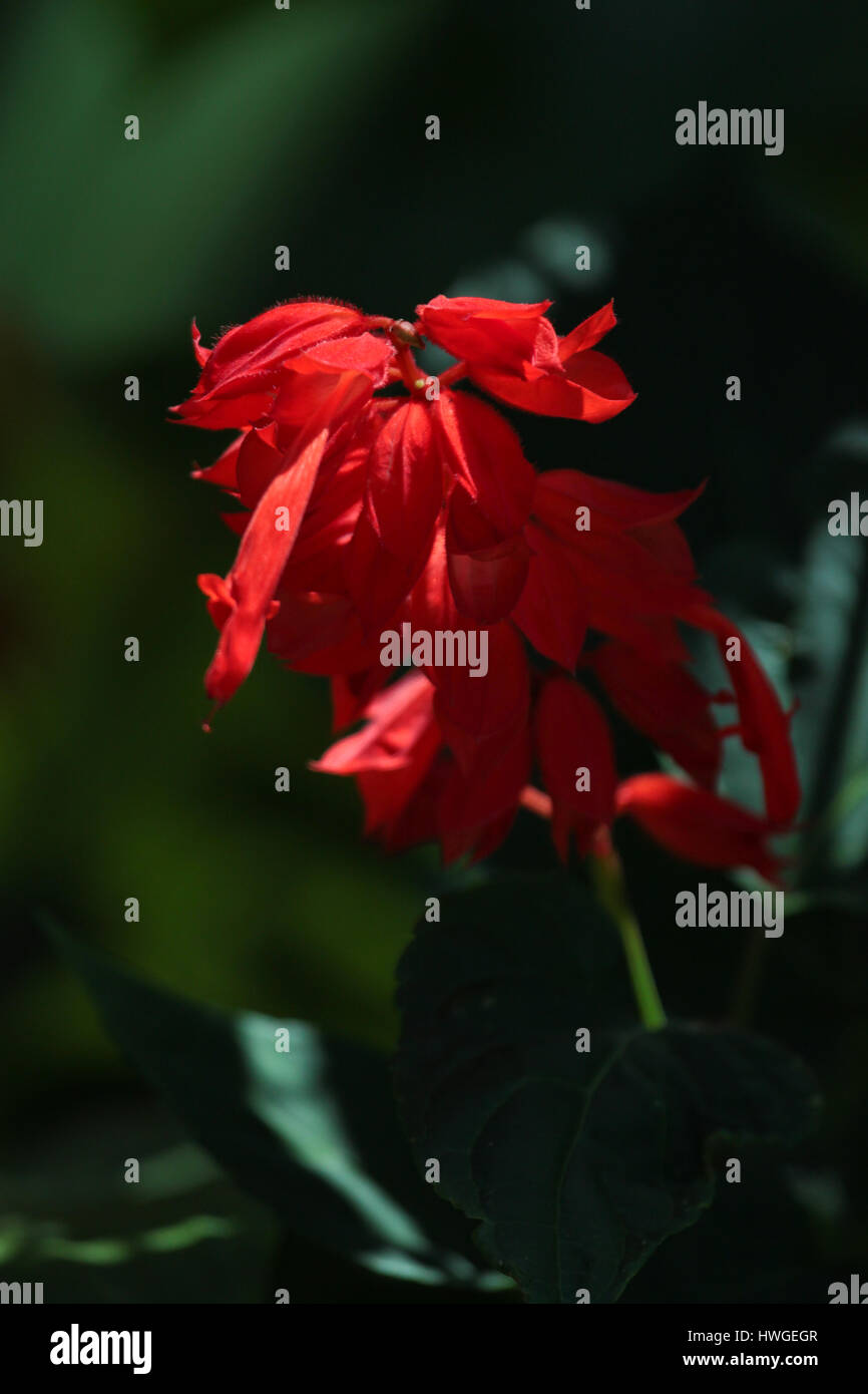 "La signora in rosso": rosso vivo Salvia coccinea (scarlet sage, salvia tropicale) Foto Stock