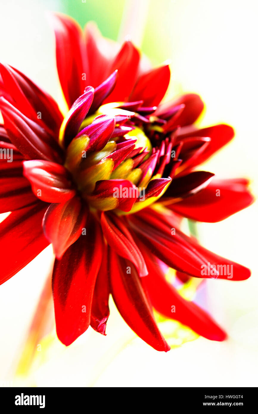 Rosso impressionante Fiore Dahlia Foto Stock