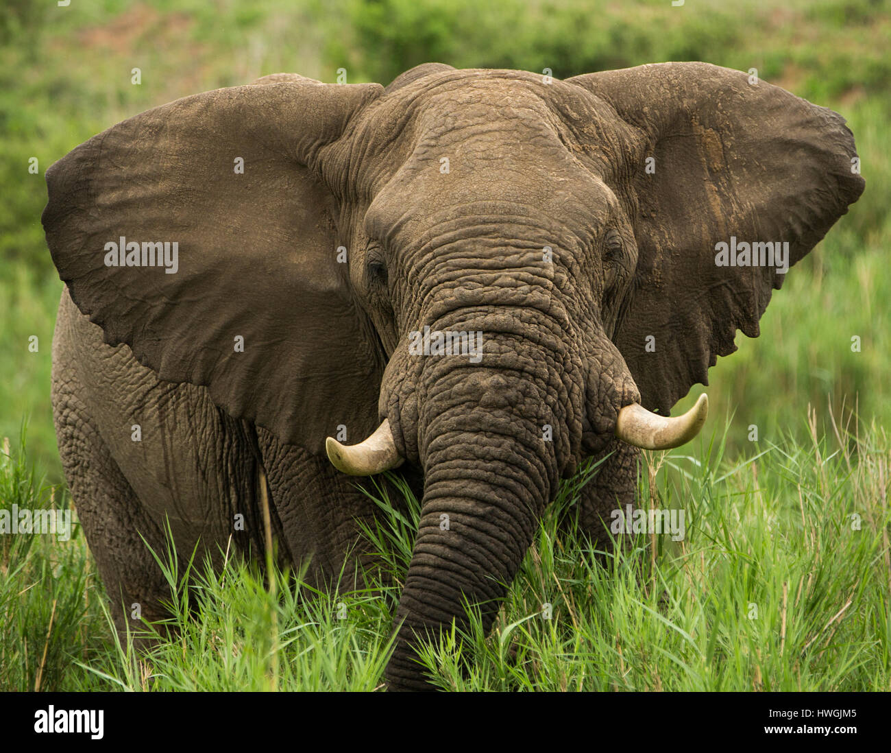 Elefante Foto Stock