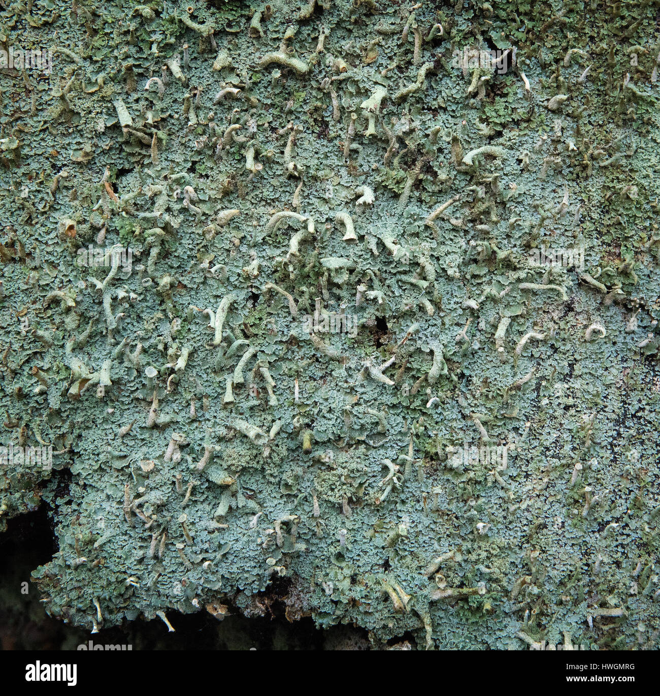 Il bluastro-verde lichene Cladonia corniocraea è comune sul marciume ceppi di alberi nel bosco umido come qui in Somerset REGNO UNITO Foto Stock