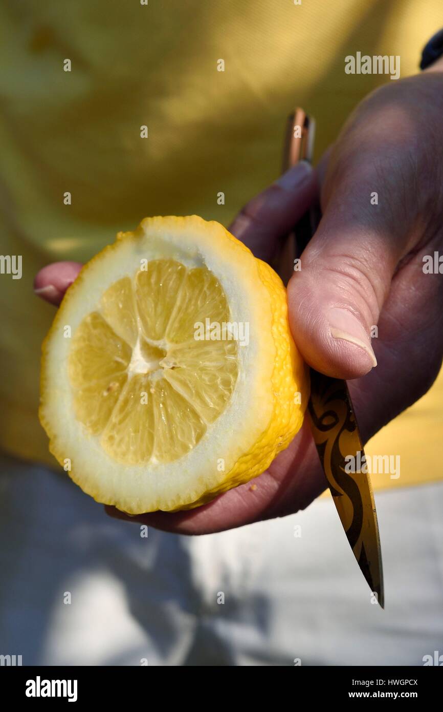 Francia, Alpes Maritimes, Menton, il dominio di Citronneraie creato da François Mazet, il limone di Menton non è lucidato e non hanno alcun trattamento chimico dopo la mietitura Foto Stock