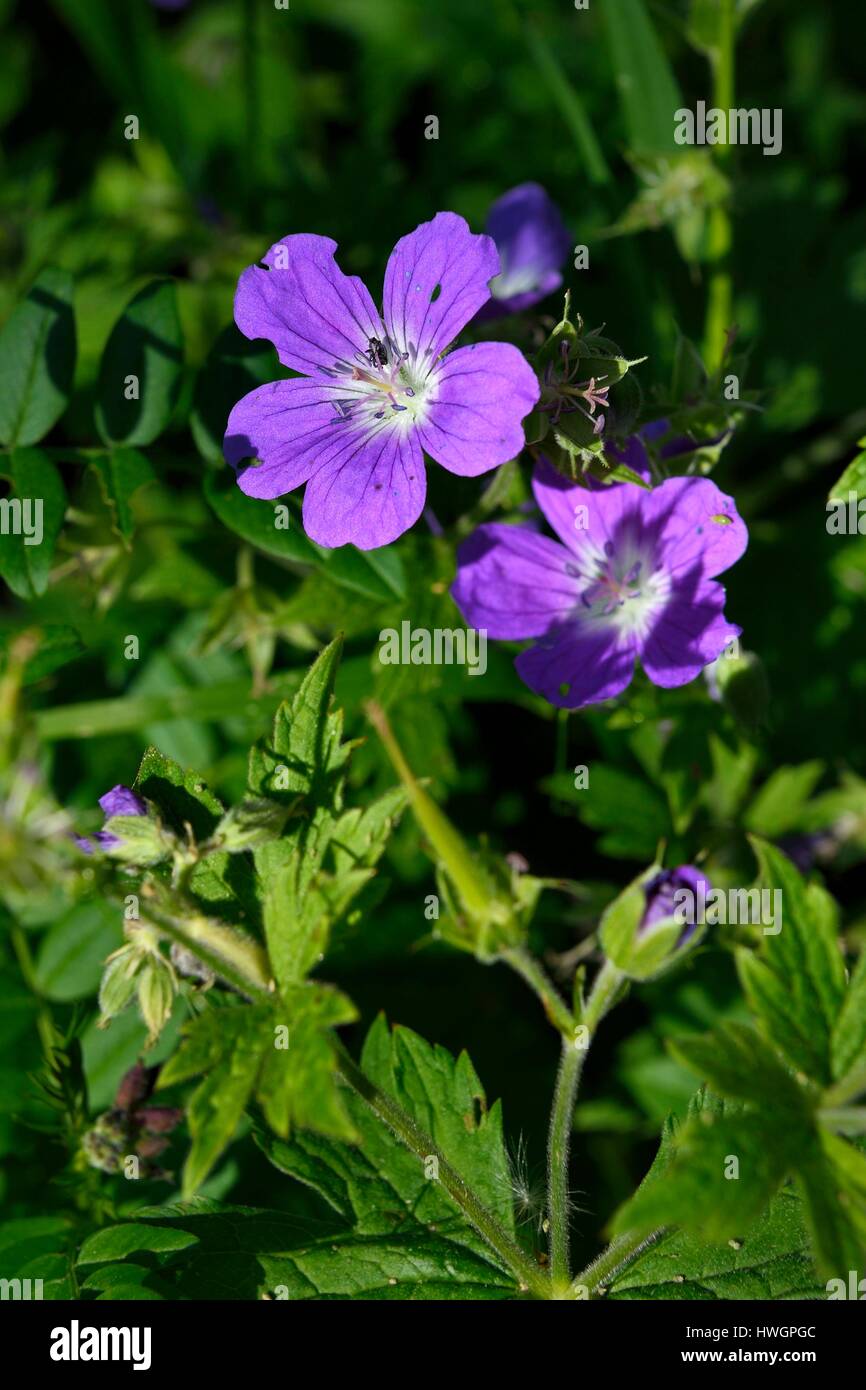 Francia, Alpes Maritimes, Parc national du Mercantour (Parco Nazionale del Mercantour), Valmasque valley, Bosco (geranio Geranium sylvaticum) Foto Stock