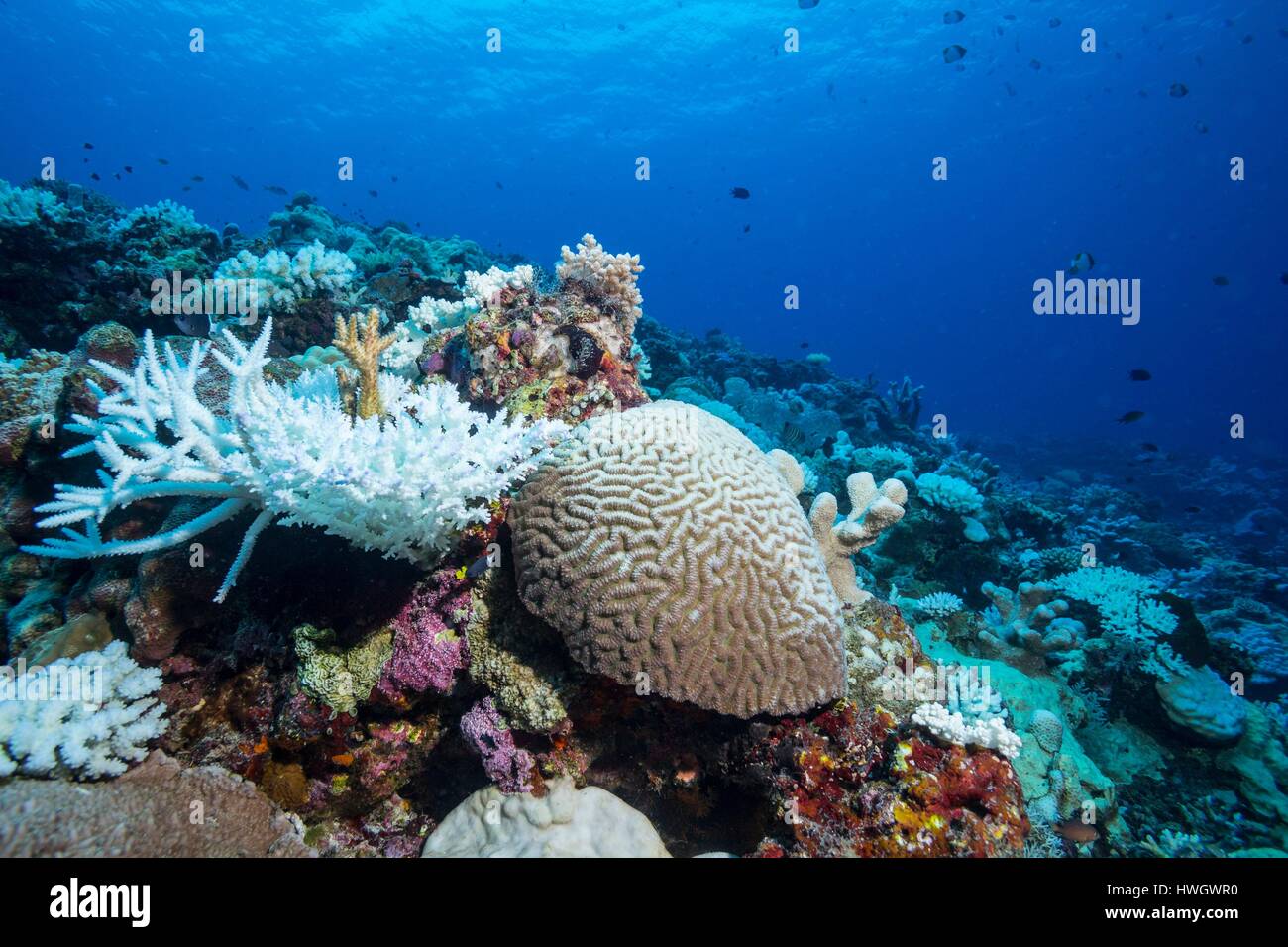 Filippine, Mindoro, Apo Reef parco naturale, Coral reef di corallo in fase di candeggio Foto Stock