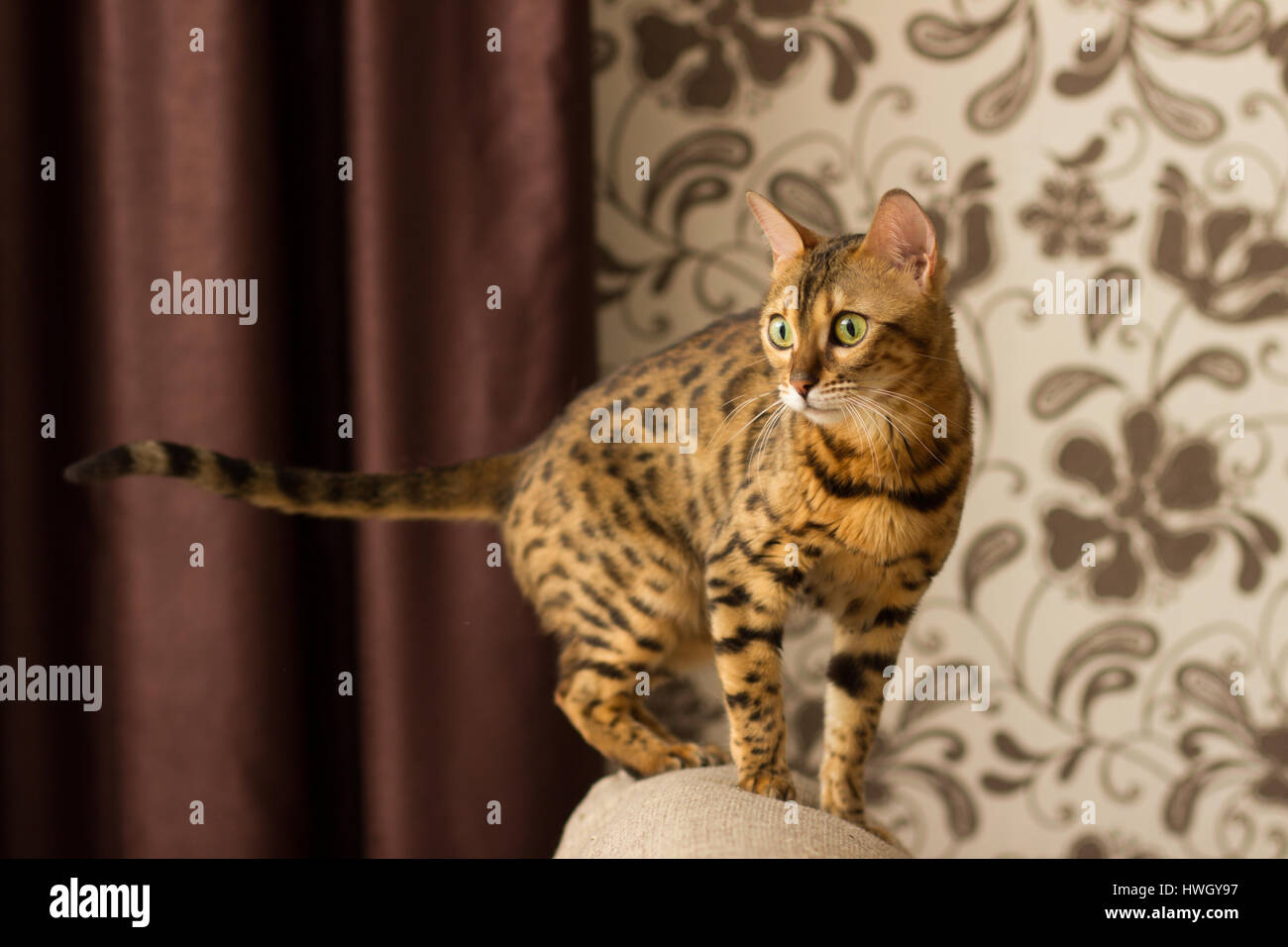 Gatto di razza bengalese in un ambiente domestico si siede sul lettino Foto Stock