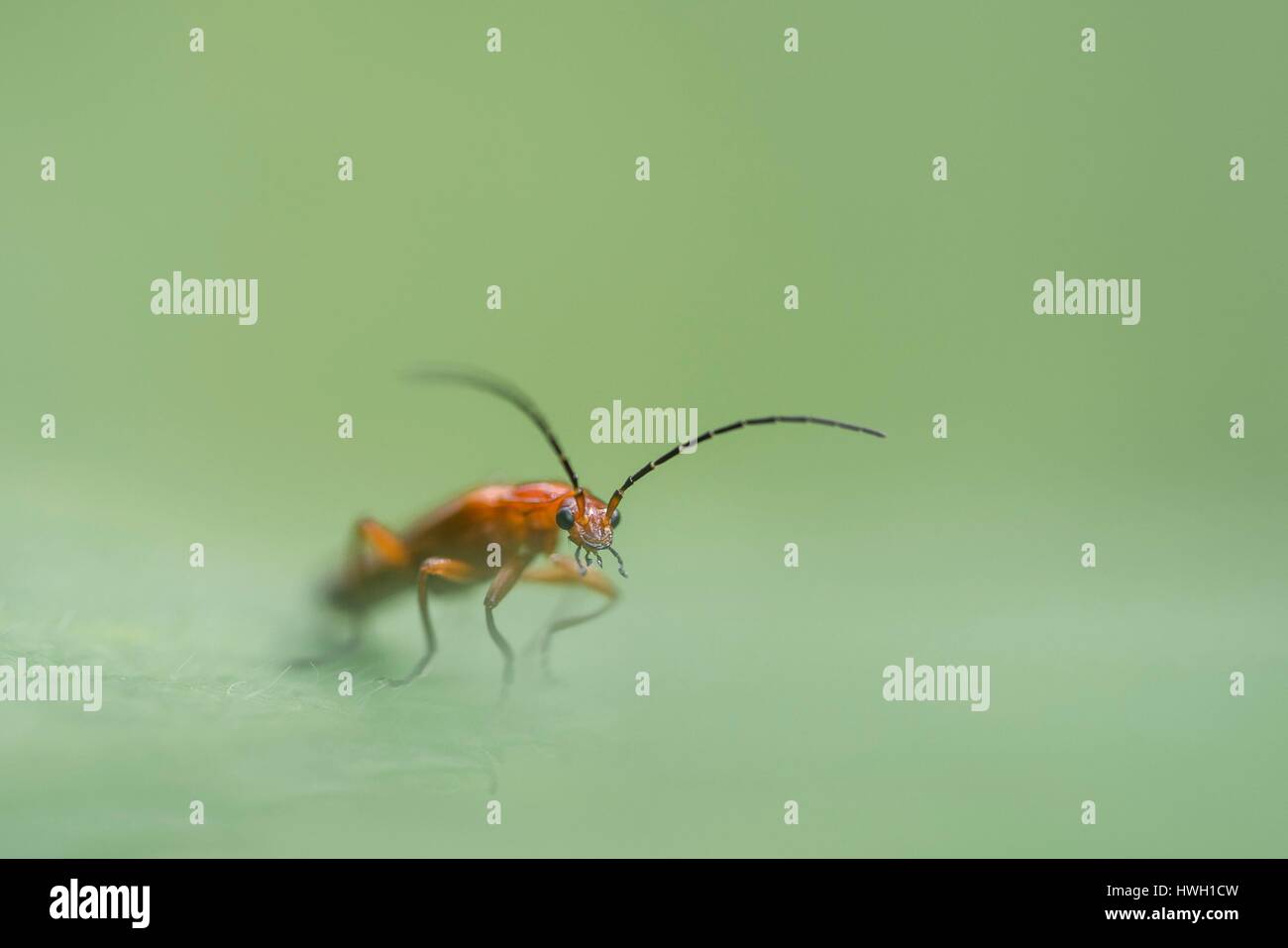 Francia, Normandia, comune soldato rosso beetle (Rhagonycha fulva), Cantharidae Foto Stock