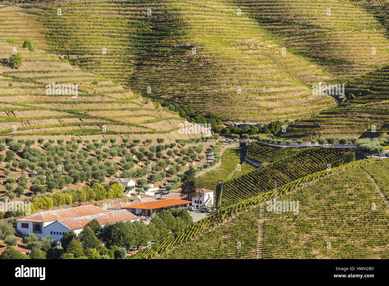 Il Portogallo, superiore alla Valle del Douro e i suoi vigneti elencati come Patrimonio Mondiale dell'UNESCO, azienda vinicola (quinta) vicino al fiume Douro Foto Stock