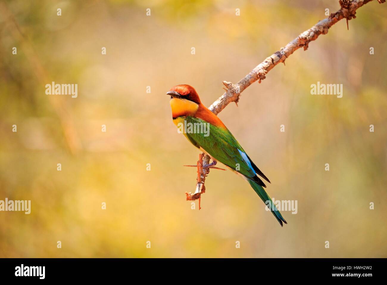 Sri Lanka, Yala National patk e castagni, capo-Gruccione (Merops leschenaulti) Foto Stock