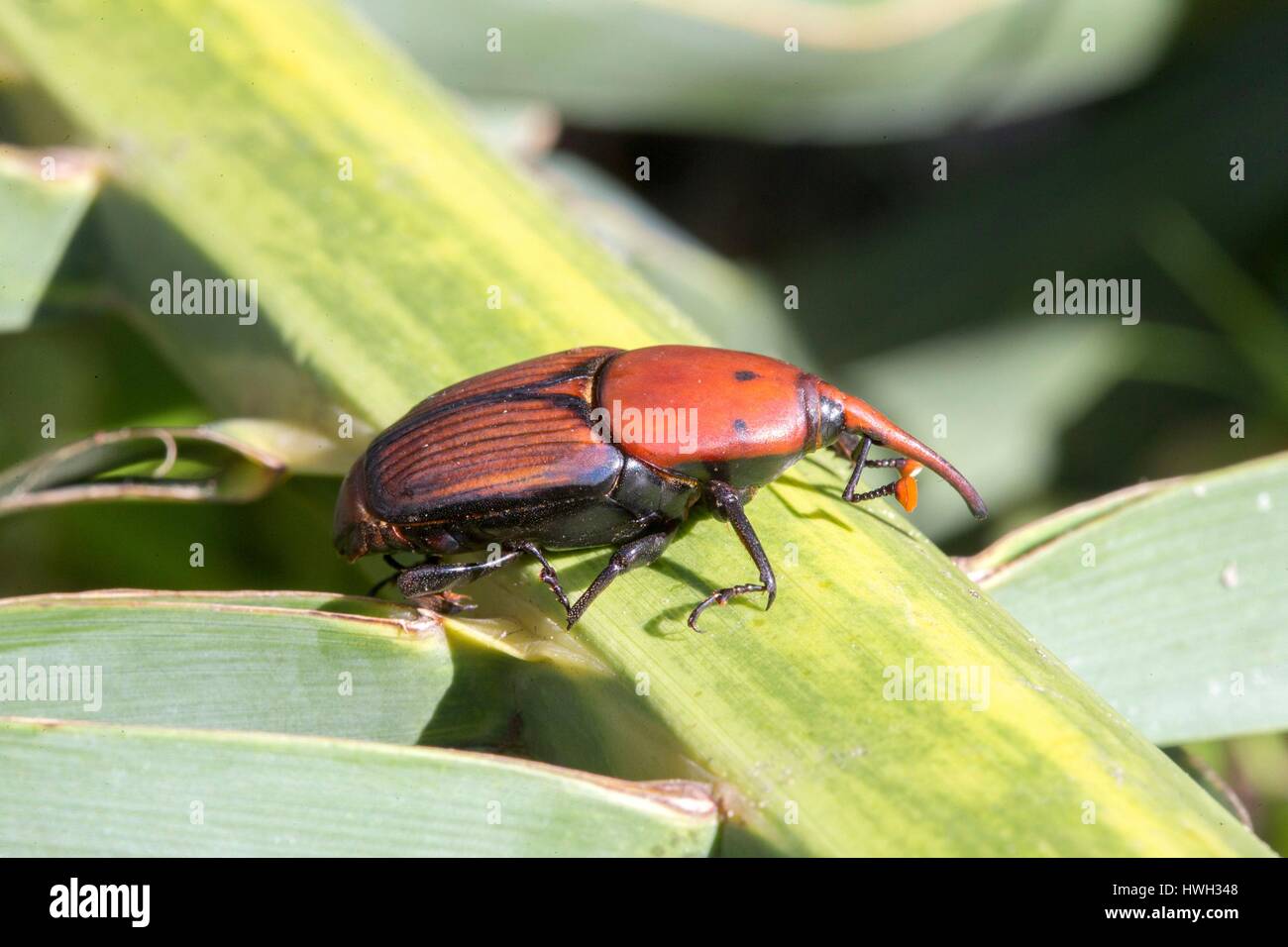 Francia, Alpes-Maritimes, Mandelieu la Napoule, rosso curculione palm (Rhynchophorus ferrugineus), PEST che attacca le palme dall Asia Foto Stock