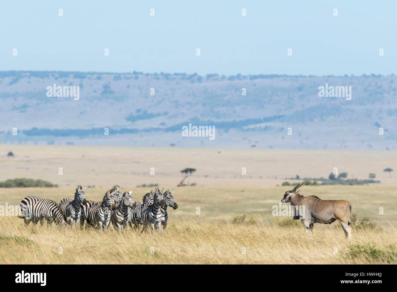 Kenya, Masai-Mara Game Reserve, Grant's zebra (Equus burchelli granti), allevamento guardando un maschio di antilope nella stagione secca Foto Stock