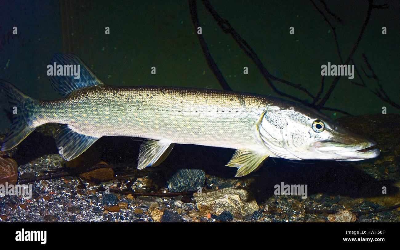 Nothern Pike, Esox lucius Foto Stock