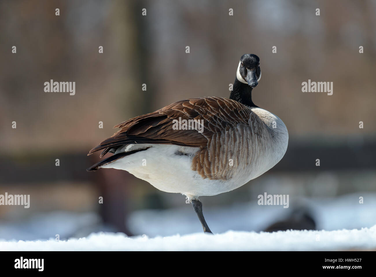 Canada Goose, Branta canadensis. La fauna animale. close-up Foto Stock