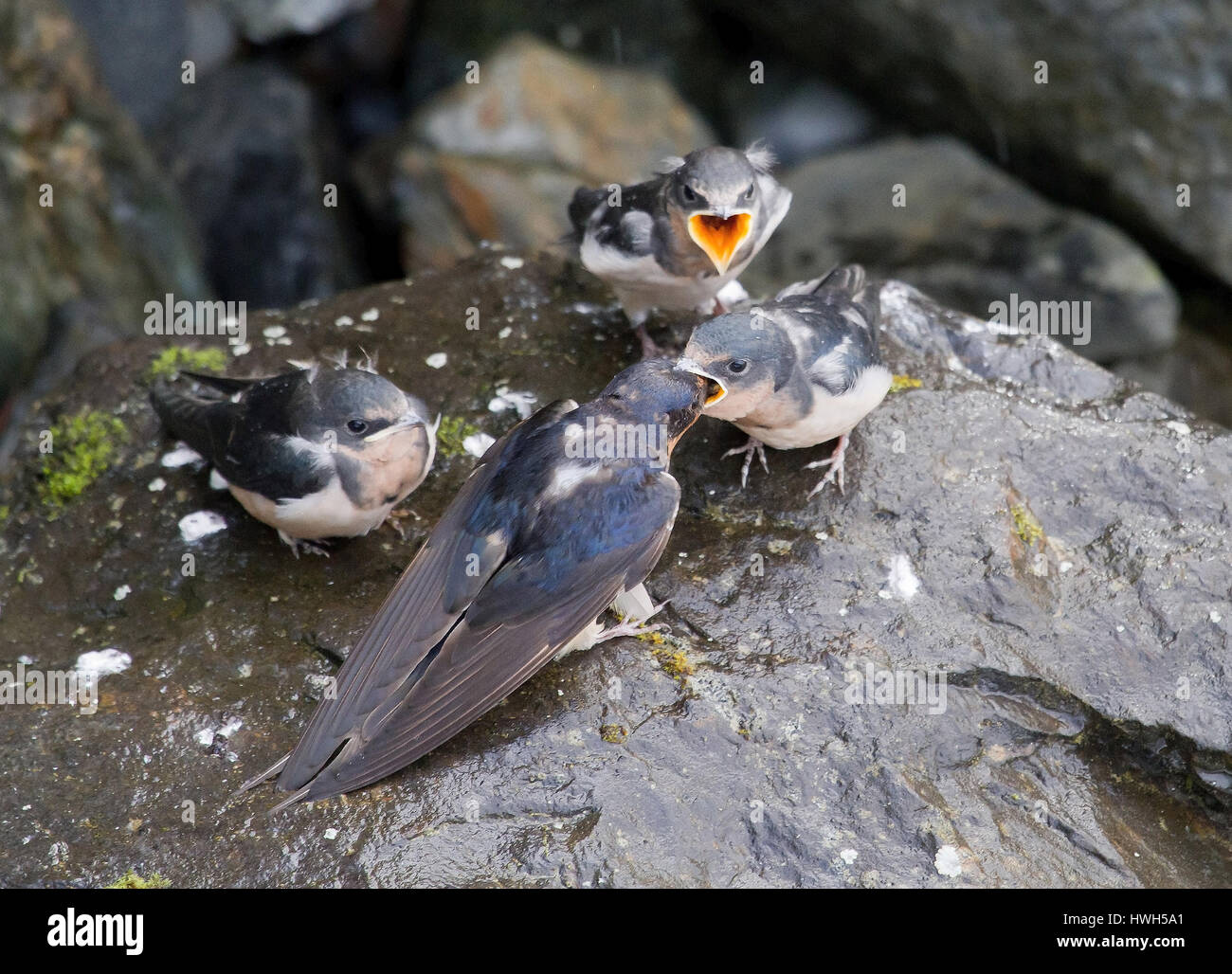 'Ssguazzi di alimentazione, USA, Alaska; parco nazionale di Glacier Bay; Bartlett cove, uccelli, uccelli, alimentazione cosa fata, boy, pollo, marsh swallow, albero sw Foto Stock