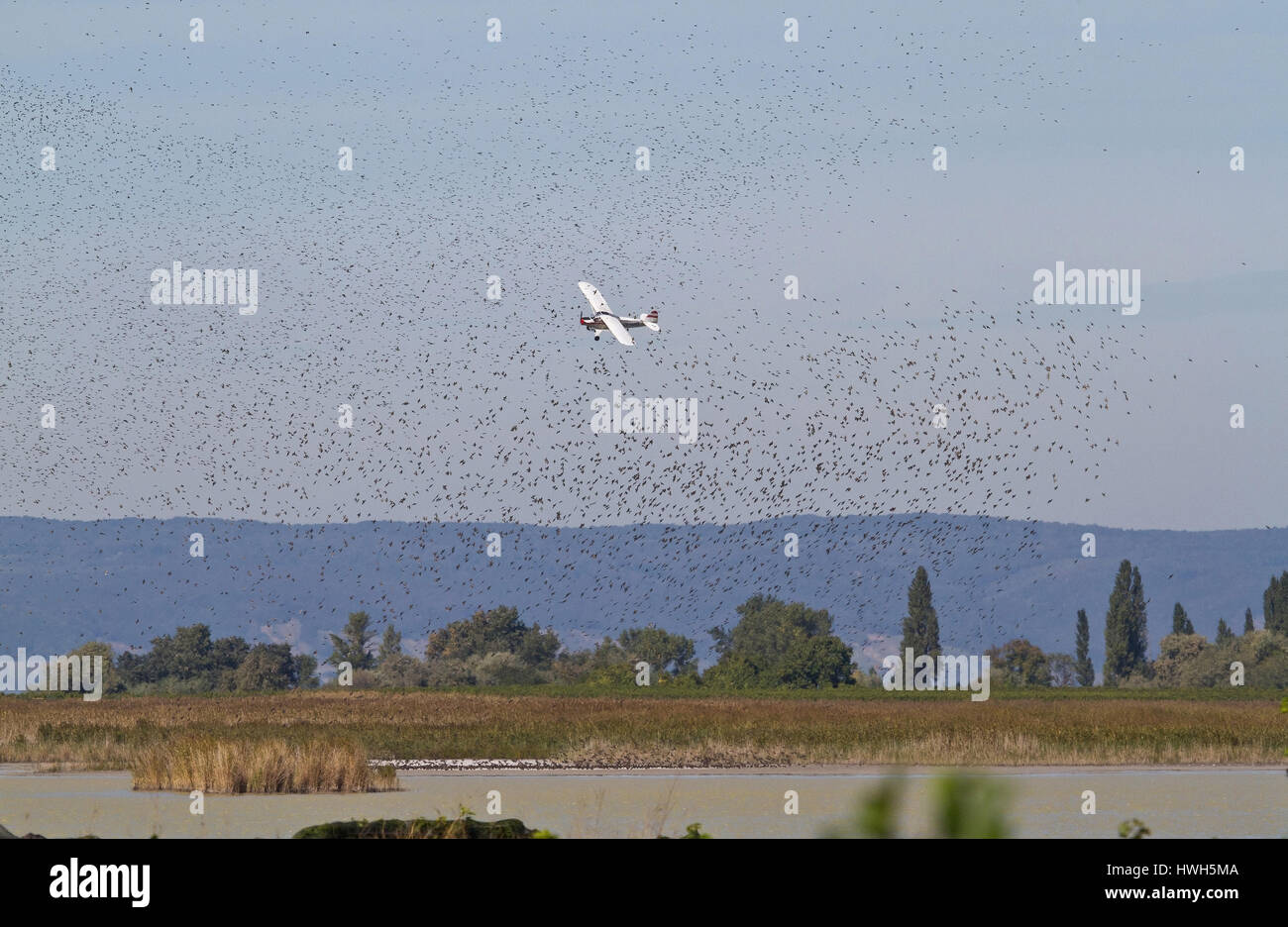 "L'aereo per l'espulsione di starling, ?-sterreich; Austria; Burgenland; parco nazionale di nuovo colono lago; Ilmitz; la viticoltura; vigna; aeroplano; Foto Stock