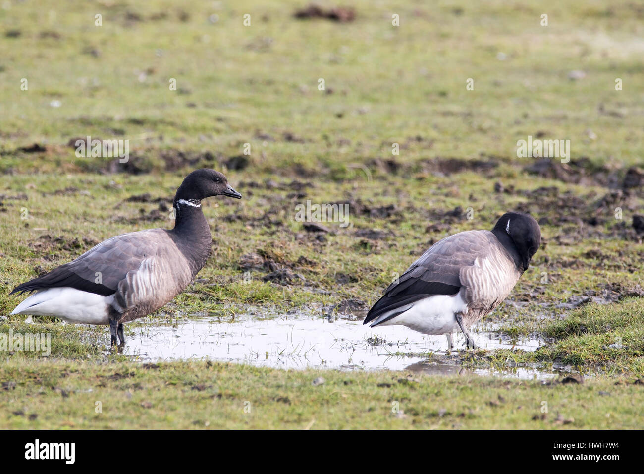 "Ringlet oche, Germania; SCHLESWIG-HOLSTEIN; fregio del nord paese; Hallig Hooge; isola; velme, uccelli, ringlet oche, Branta bernicla, due, coppia Foto Stock