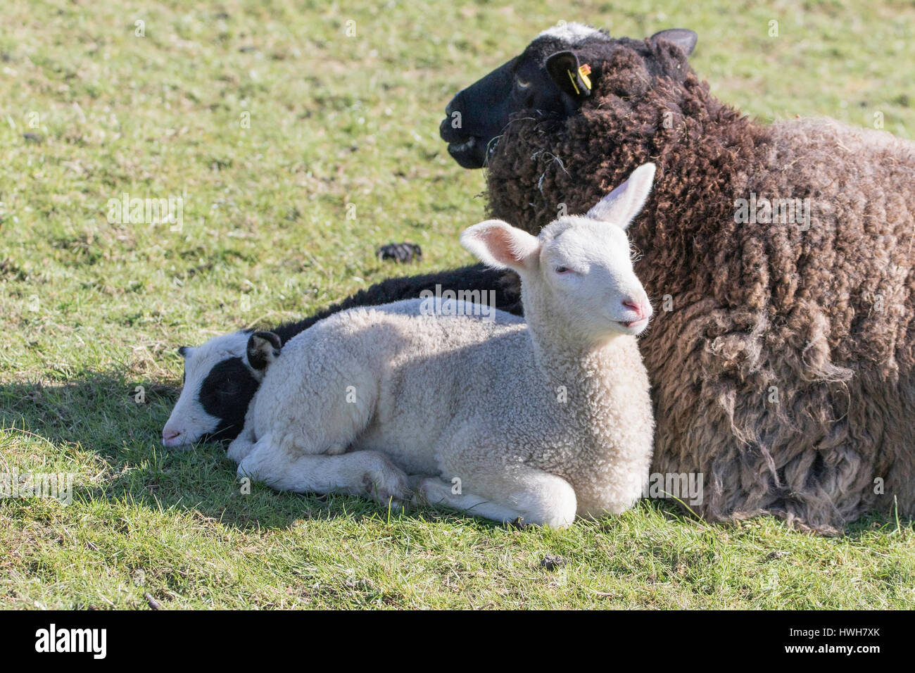 Pecora con agnello, Germania, SCHLESWIG-HOLSTEIN, fregio del nord paese, Hallig Hooge, isola, allevamento di bestiame, animali domestici, mammiferi, pecora, agnelli, compagnia Foto Stock