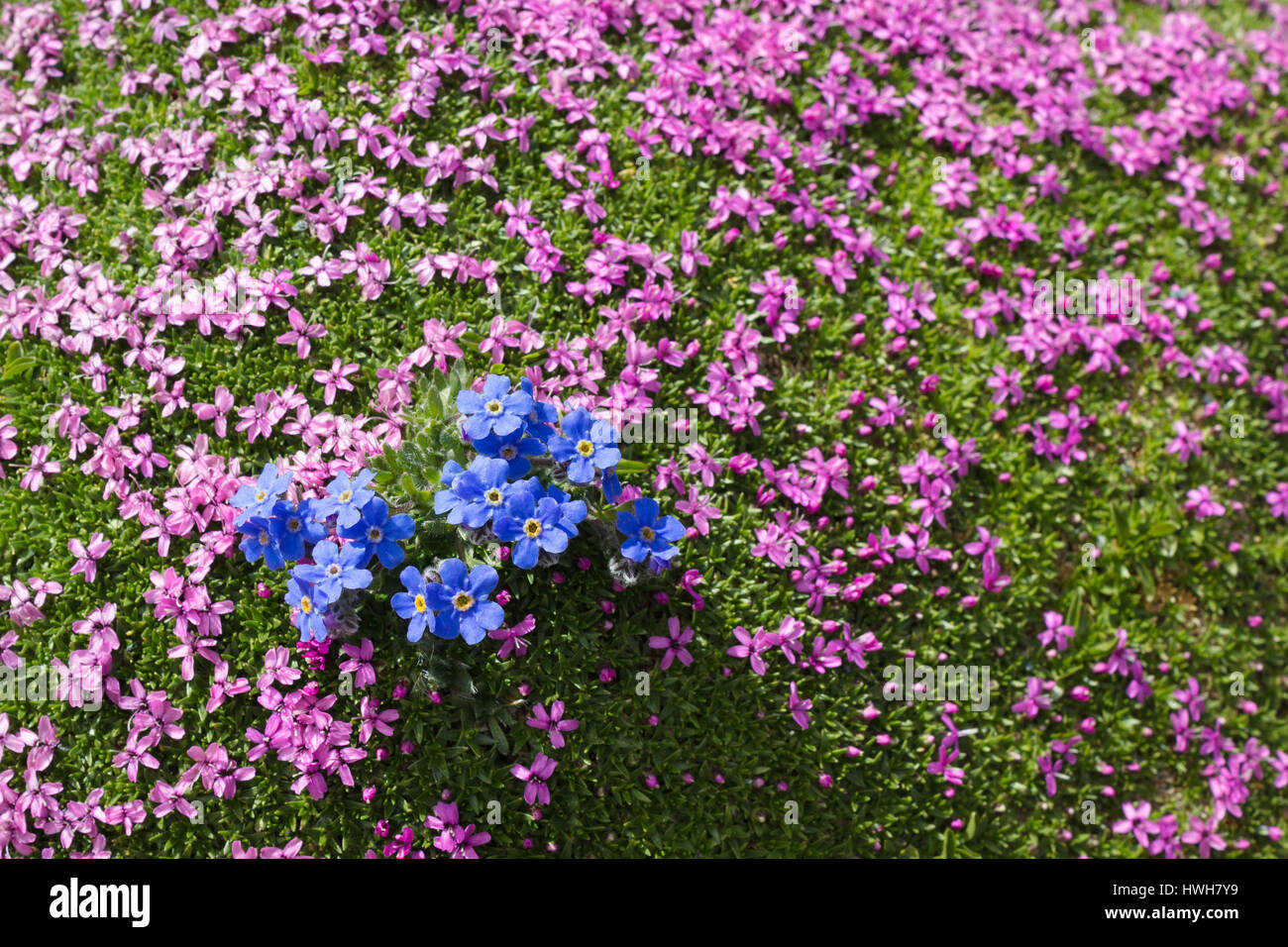 Di fiori alpini Eritrichium nanum (artico dimenticare alpino-me-no) e Silene acaulis come sfondo, Valle d'Aosta, Italia Foto Stock