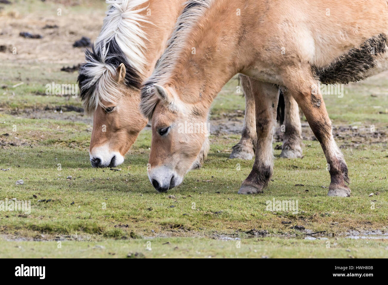 "Fiordo norvegese cavalli, Germania; SCHLESWIG-HOLSTEIN; fregio del nord paese; Hallig Hooge; isola; mammifero, animale domestico, fiordo norvegese hors Foto Stock