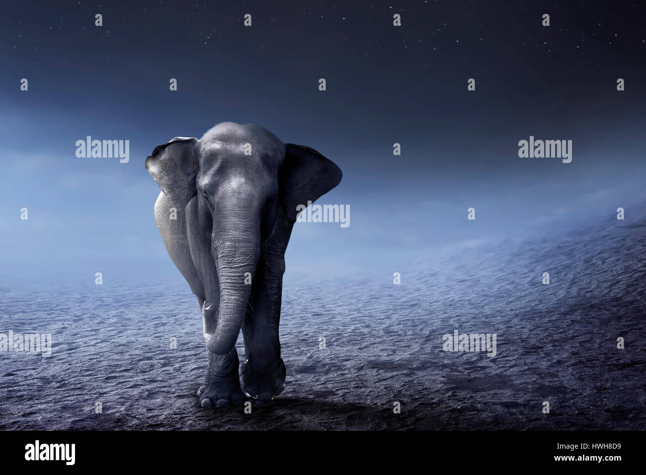 Elefante di Sumatra a piedi il deserto con sfondo di notte Foto Stock