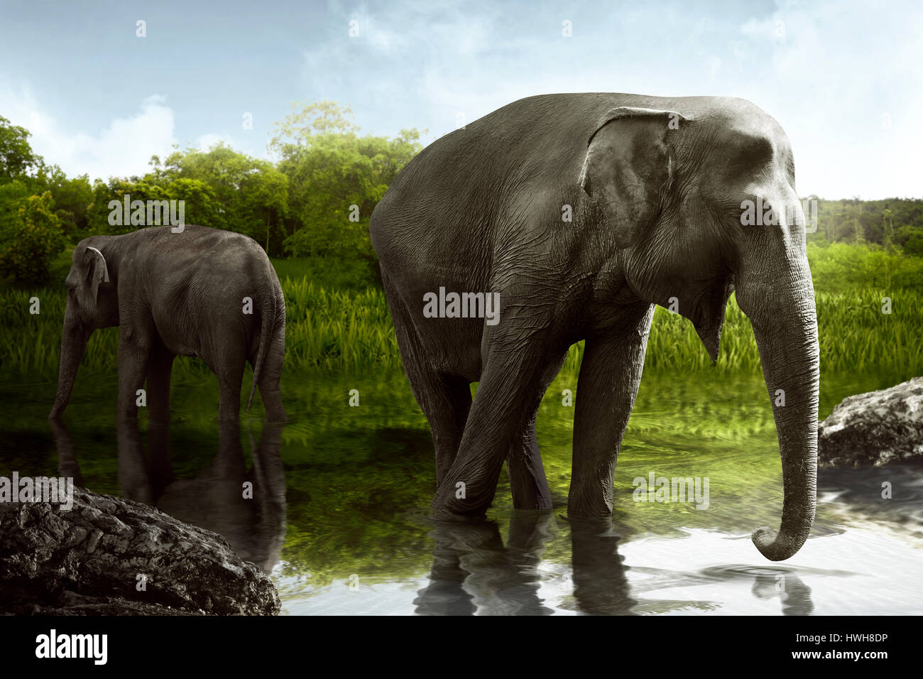 Elefante di Sumatra acqua potabile sul lago presso la savana Foto Stock