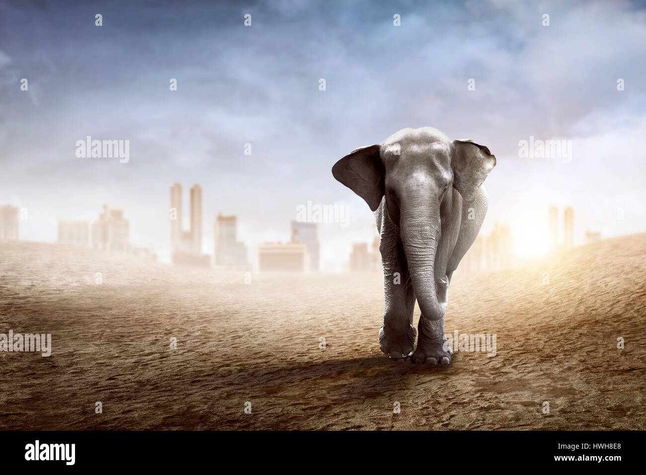 Elefante di Sumatra a piedi il deserto con lo sfondo della città Foto Stock