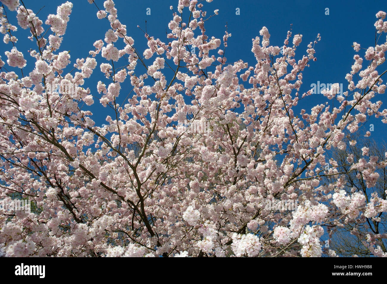 Premiato Fioritura di ciliegio, Prunus sargentii x subhirtella, adornano al riconoscimento di ciliegio, Prunus sargentii x subhirtella , premiato fioritura ciliegio / Foto Stock