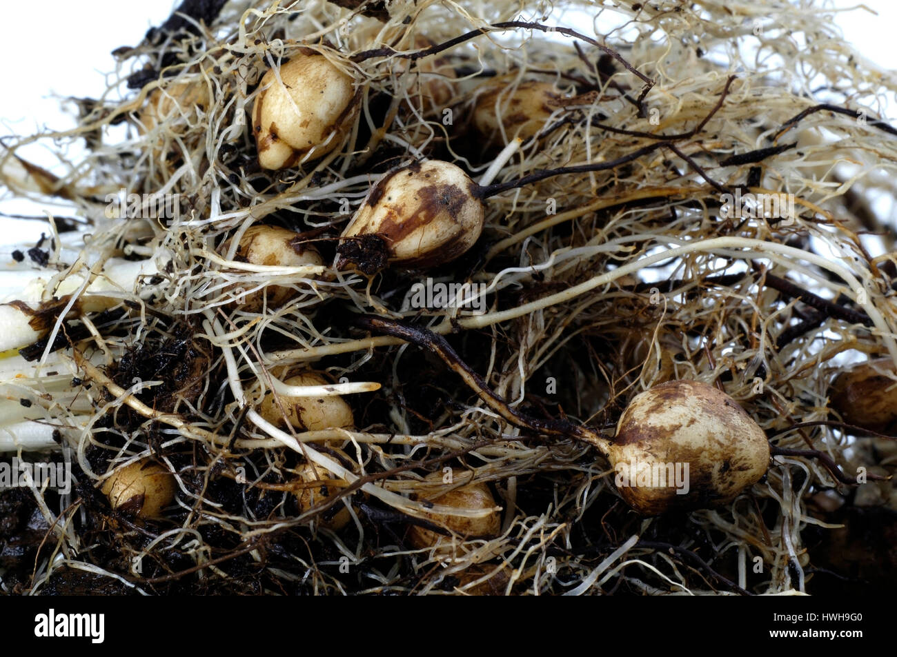 Il cumino nero, Bunium bulbocastanum terra grande castagno Pignut, scanalatura di maiale, nodulo di carvi, ombrella piante, Umbelliferae, piastre di libero, tagliate, oggetto, Foto Stock