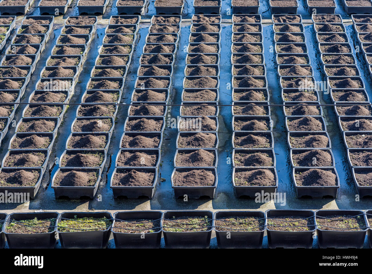 Righe di piantatrici con il suolo Foto Stock