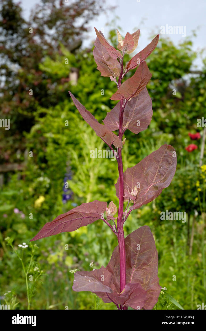 Orach rosso, rosso Mountain Spinaci, Atriplex hortensis var. rubra, rosso Gartenmelde, Spagnolo insalata di spinaci in spagnolo, Orache, Atriplex hortensis var. rubra Foto Stock