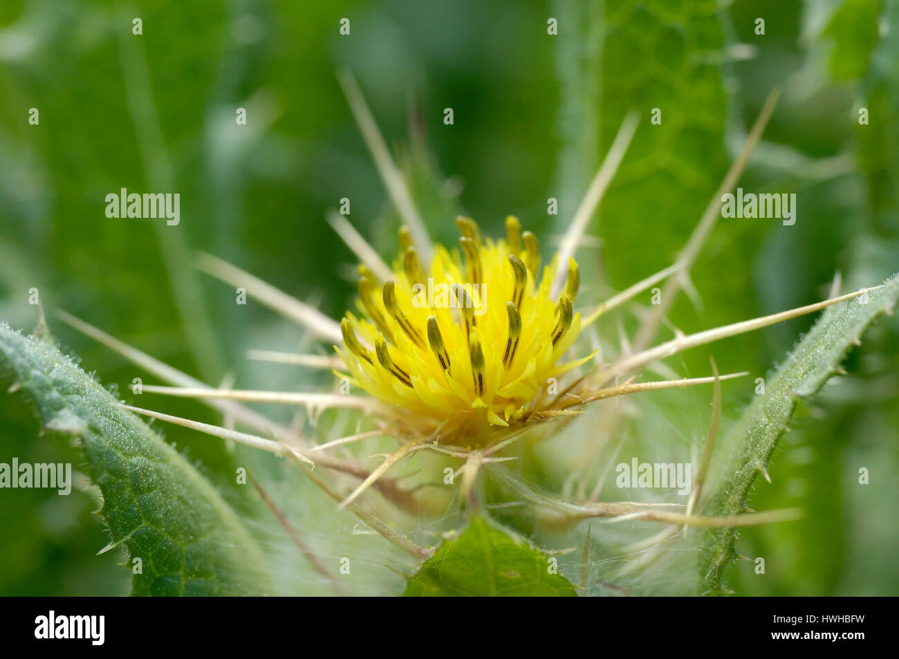Beato Thistle, cardo santo, San Benedetto thistle, pezzata thistle, cardin, amaramente thistle, beati cardus, beati thistle, Cnicus benedictus, Bene Foto Stock
