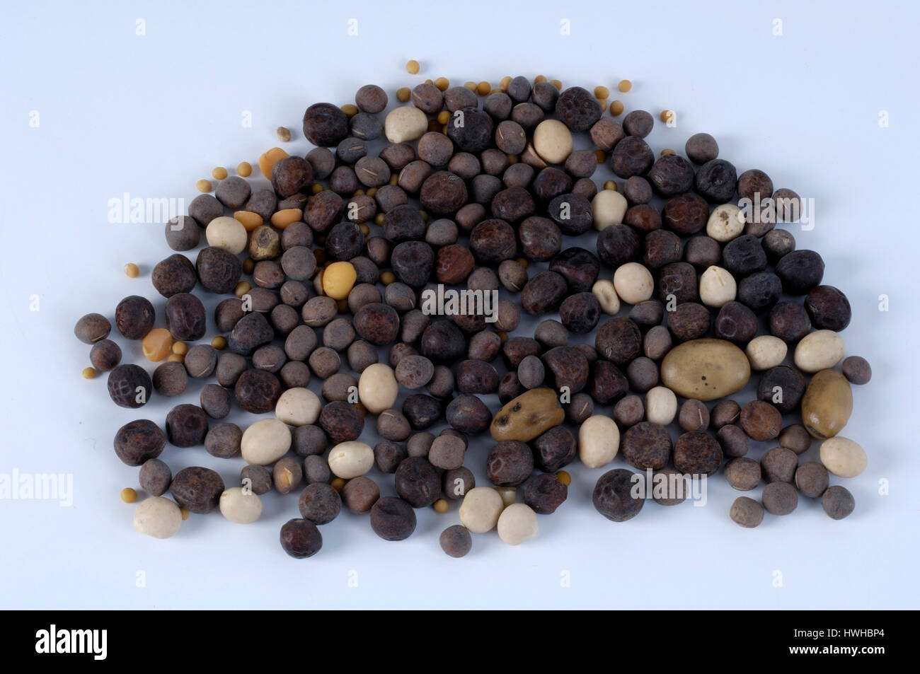 Sede di legume, legumi sementi concimare, fecondarla, rigonfiamento, fertilizzazione, sedi di Legume | Huelsenfruechte Samen / duengen, düngen, Duenung, Düngung Foto Stock