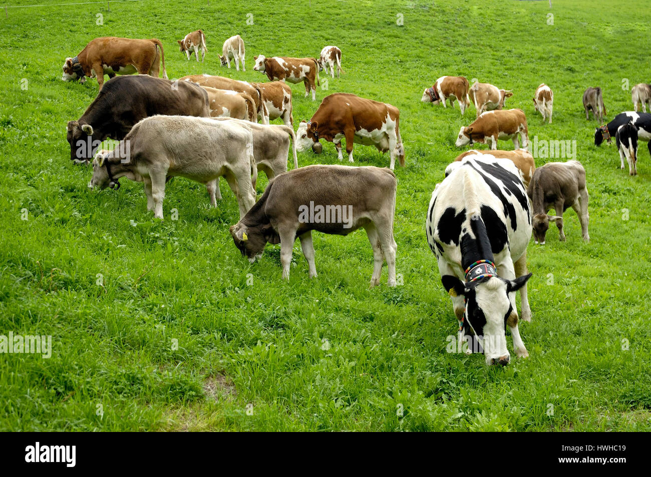 Mucca vedere, vacche nutrici, vacche diverse di gare, spot bovini, Tedesco colori nero, tedesco colori rosso , di vacca | Kuehe / Kühe, verschiedene Kuhrassen, Fleck Foto Stock