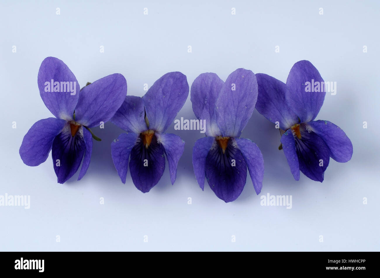 Viola, viola odorata, viole di profumo, viola odorata marzo violetta, marzo viola, viola odorifere, chiostro, medicina omeopatia, viola / (Vio Foto Stock